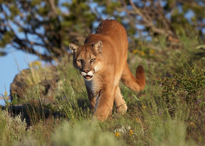 美洲狮自上世纪开始被人类猎杀。