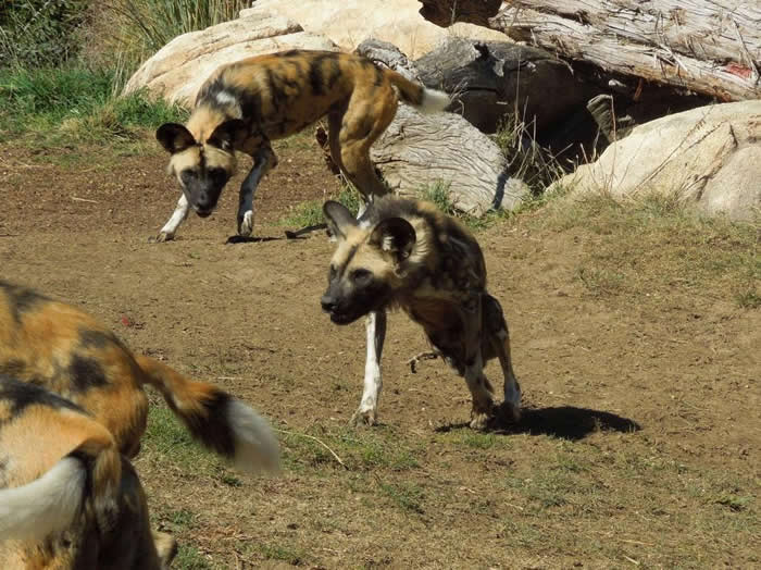 一群非洲野犬常会帮助失去腿的同伴。