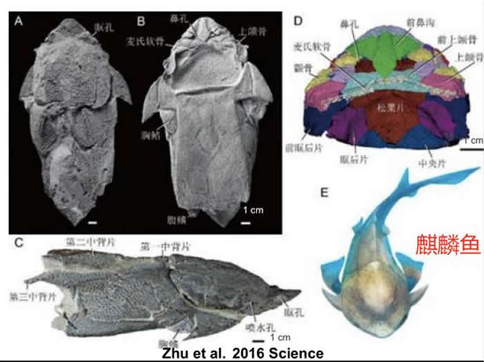朱敏等人发现了一种来自中国云南省曲靖市的盾皮鱼（麒麟鱼），它扫除了在脊椎动物颌演化认识上的盲区。