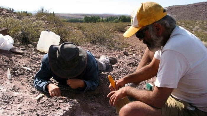 阿根廷巴塔哥尼亚内乌肯发现食草恐龙新物种Lavocatisaurus
