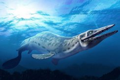 史密森尼学会将展示数千万年前的海洋霸主——沧龙化石