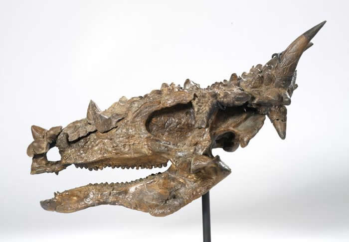 根据厚头龙（Pachycephalosaurus）颅骨化石重建的模型。这种恐龙有着与兽脚类恐龙（theropod）相似的牙齿。 PHOTOGRAPH BY BR