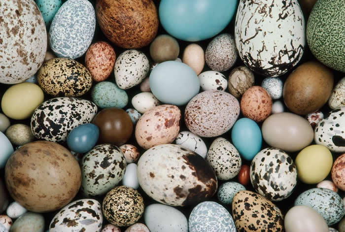 现代鸟蛋拥有极为丰富的色彩，例如这些由位于加州洛杉矶的西部脊椎动物基金会（Western Foundation of Vertebrate Zoology）所收
