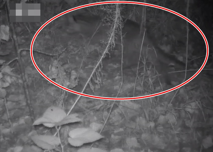 红外线镜头拍下豹猫（红圈示）出现一刻。