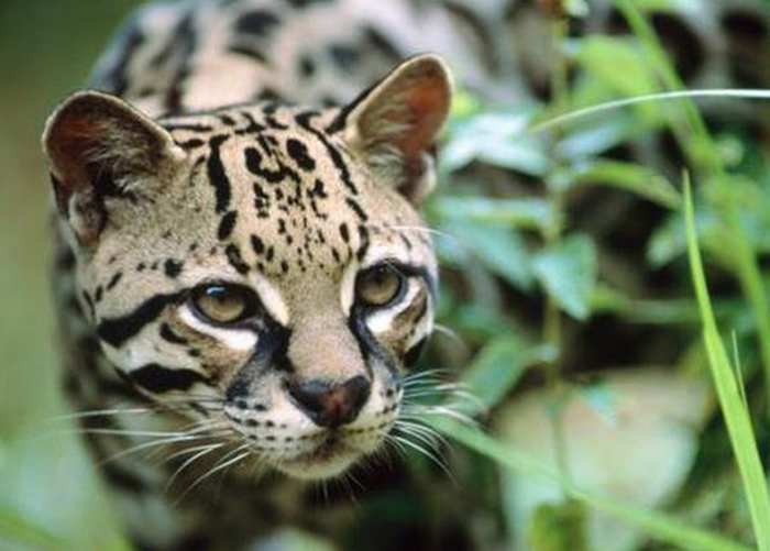 十几年来，江苏沿海首次出现濒危野生豹猫。