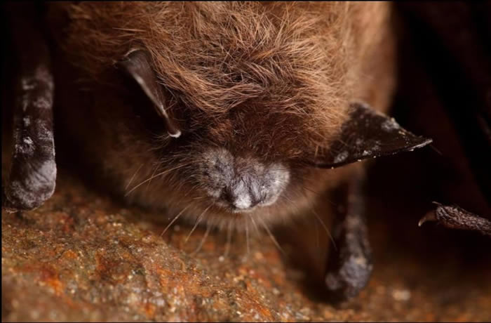 避光鼠耳蝠是受到白鼻症影响最大的三个物种之一，白鼻症的名字来自于一种真菌在蝙蝠鼻部上聚集的方式。 PHOTOGRAPH BY STEPHEN ALVAREZ,