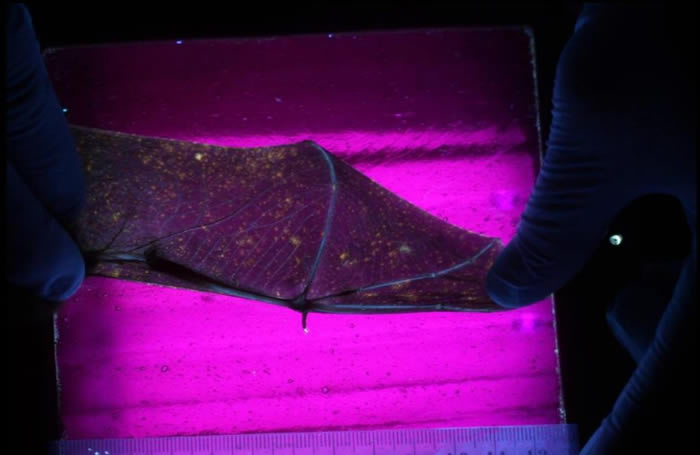 科学家能藉由一种特殊紫外光来检查避光鼠耳蝠的翅膀，受到白鼻症病原真菌侵袭的区域在紫外光下呈橘黄色。 PHOTOGRAPH BY GREG TURNER, PEN