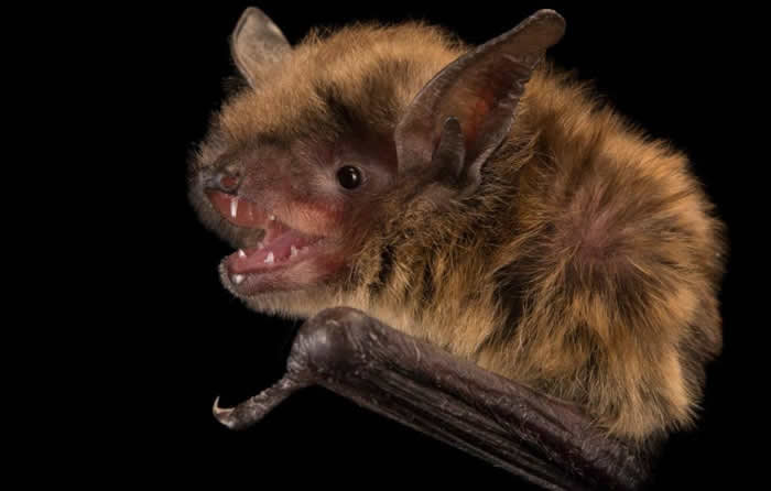 一只避光鼠耳蝠，与在宾州铁路隧道发现的蝙蝠是同一物种。科学家在当地使用特别设计的化合物，让白鼻症真菌以为环境太干燥而无法制造新孢子。 PHOTOGRAPH BY