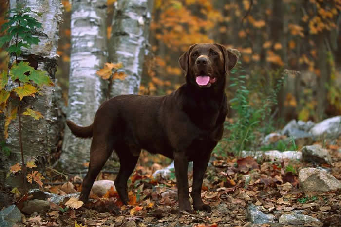 育种家从基因库里取了一瓢，创造出巧克力色拉布拉多猎犬──却也引入了健康问题。 PHOTOGRAPH BY MARK RAYCROFT, MINDEN PICTU