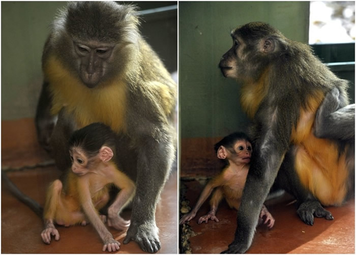 饲养员不希望打扰小猴和母猴。