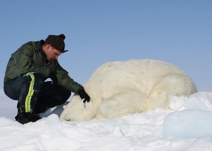 雷格尔与华盛顿大学联手，统计楚科奇海峡的北极熊数量。