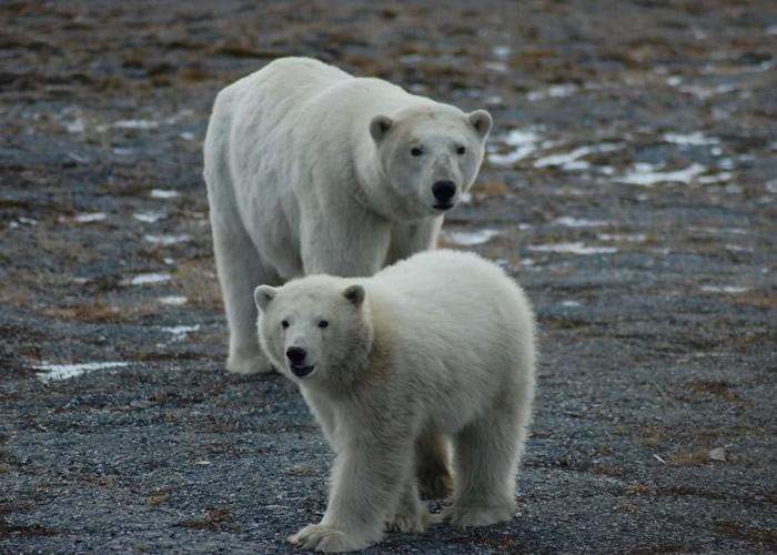 气候变化正威胁北极熊的生存空间。