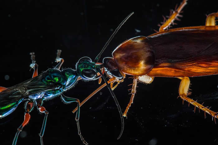 近来有一项研究显示，蟑螂会运用踢腿和其他抵御动作抵抗天敌扁头泥蜂。 （emerald cockroach wasp）。 PHOTOGRAPH BY ANAND
