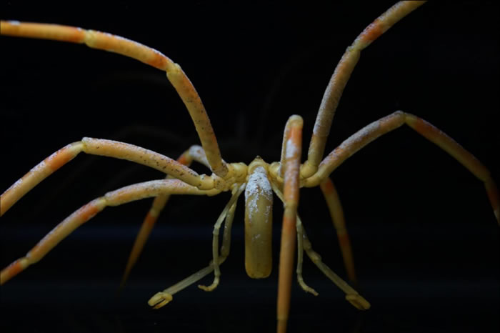 南极海蜘蛛（Colossendeis australis）是南极体型最大的海蜘蛛之一，这家伙加上展开的腿可达到30公分，比一个餐盘都要来的大。画面上可以见到它的