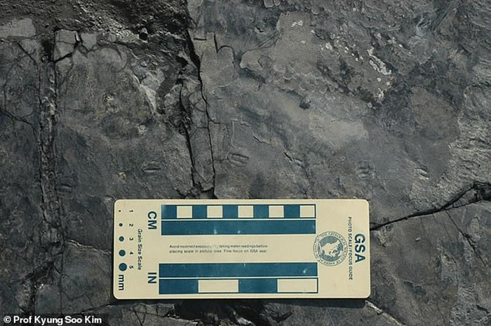韩国发现世界上最小的恐龙足印化石 推测身形仅如麻雀大小