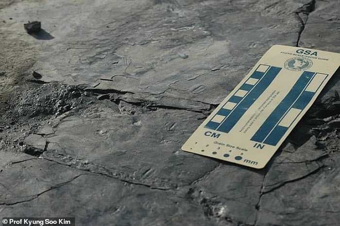 韩国发现世界上最小的恐龙足印化石 推测身形仅如麻雀大小