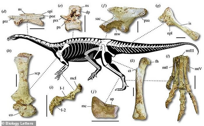 巴西发现2.25亿前长脖子恐龙