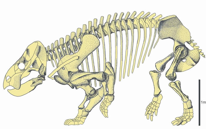 大象大小的哺乳动物近亲二齿兽Lisowicia bojani在晚三叠世出现 当时恐龙才刚进化出巨大体型