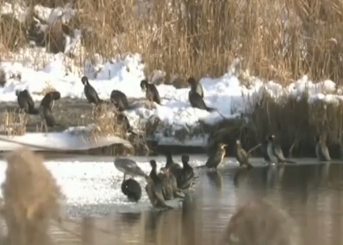 40多只侏鸬鹚现身新疆玛纳斯国家湿地公园。