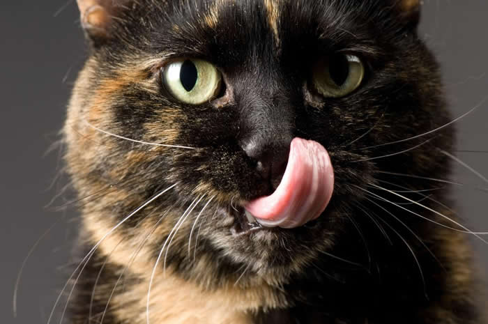 猫舌头上的突起其实是名为乳突的小刺，了解这些小刺如何作用，或许有助于研发出让猫比较不会过敏、也让人类头发更干净的梳子。 PHOTOGRAPH BY JOEL S