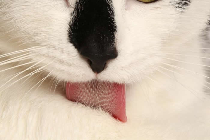 猫舌头能把唾液推进一层层的毛发内，直抵皮肤表面。了解猫舌如何作用，也让科学家研发出不必帮猫剃毛就能抹上药膏或乳液的新方法。 PHOTOGRAPHY COURTE