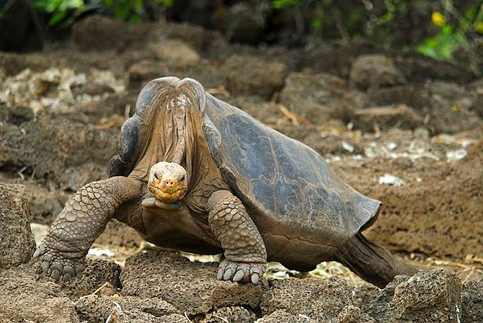 “寂寞乔治”（图）的基因样本，揭示出象龟长寿的秘密。