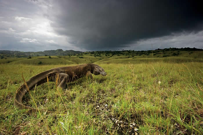 风雨来临前，一头科莫多龙站在山坡顶端。这种巨型蜥蜴具有高超的运动能力，能在它们崎岖的岛上家园四处攀爬，却一辈子都坚持扎根于特定领域。 PHOTOGRAPH BY