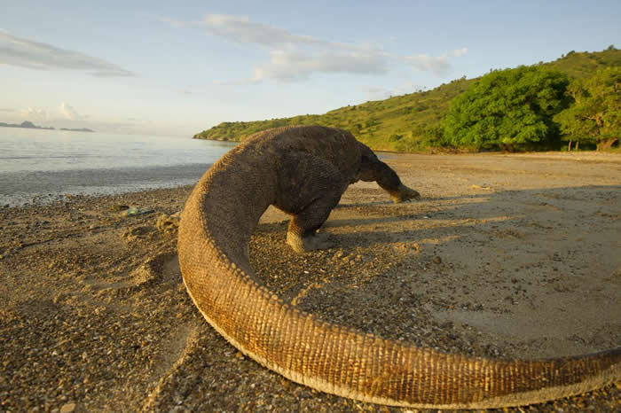 一头科莫多龙于清晨在海滩上行走。科莫多龙冒险穿越水域时或许得不到什么好处，因为邻近岛屿的食物与栖地资源很有可能不适合这种爬虫类生存。 PHOTOGRAPH BY