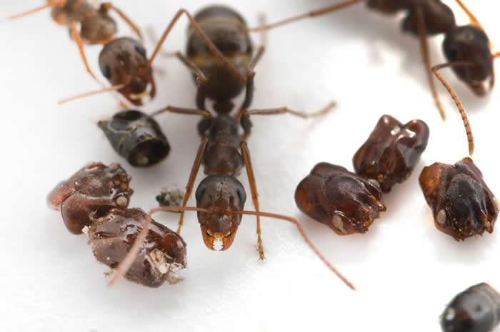 科学家至今仍不确定为什么这种原生于佛罗里达的蚂蚁（Formica archboldi）要搜集敌人的头颅。 PHOTOGRAPH BY ADRIAN SMITH