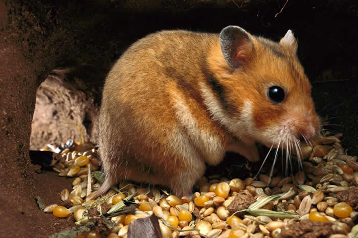 这只叙利亚仓鼠待在它储放谷物与玉米的地窖里。仓鼠的弹性颊囊可以撑到将近三倍大。 PHOTOGRAPH BY HEIDI AND HANS-JURGEN KOCH