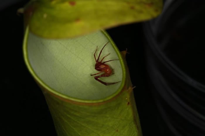 一只猪笼草花蛛待在一株小猪笼草的捕虫笼内，等着捕捉猎物。 PHOTOGRAPH BY WENG NGAI LAM, NATIONAL UNIVERSITY OF
