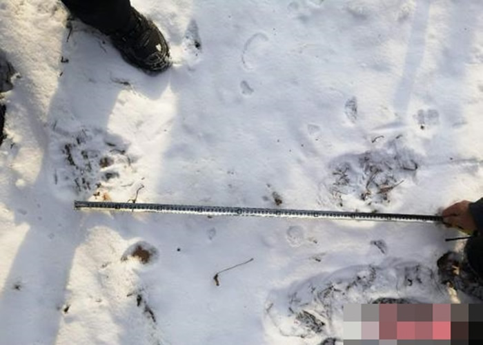 雪地上清楚留下数个野生东北虎的足印。