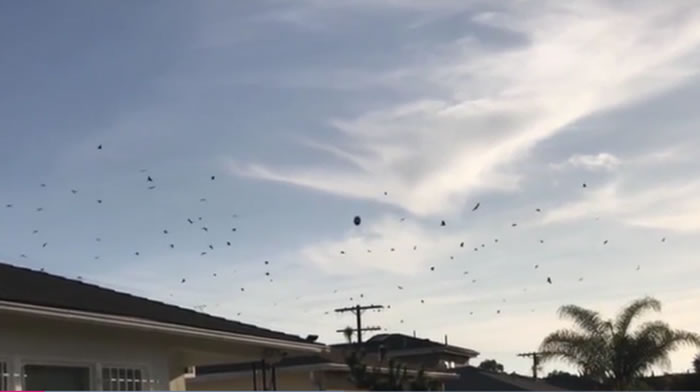 发现外星人？美国洛杉矶上空惊人一幕 几十只乌鸦围绕神秘物体盘旋嘶鸣