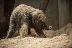 美国俄亥俄州哥伦布动物园及水族馆初出生小象患急病夭折
