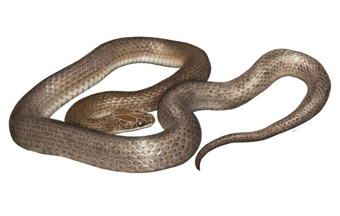 一位艺术家描绘出新发现的蛇类「Cenaspis aenigma」，意为「神秘晚餐蛇」。 ILLUSTRATION BY GABRIEL UGUETO
