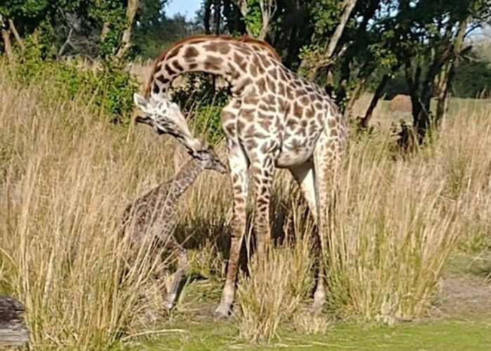 美国迪士尼主题公园长颈鹿在众目睽睽之下诞下宝宝