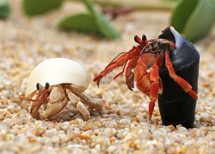 研究指部分雄性寄居蟹会长出特长阴茎以便交配。