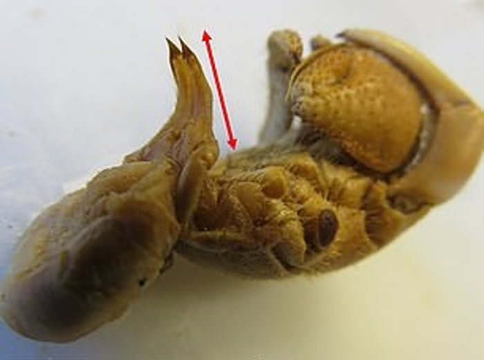 有特长阴茎的寄居蟹能在接触性伴的同时，可用身体牢牢控制属于自己的财产。