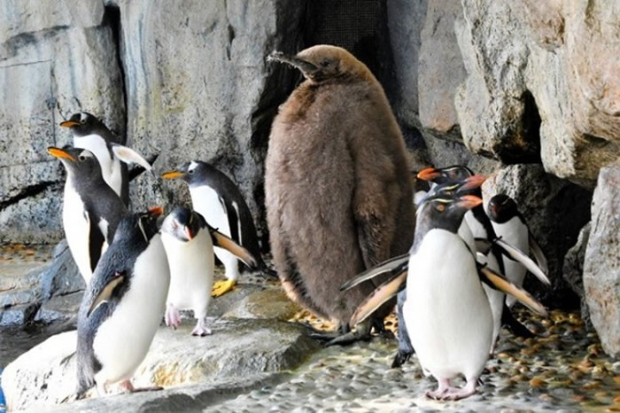 雏鸟看起远较其他企鹅巨型。