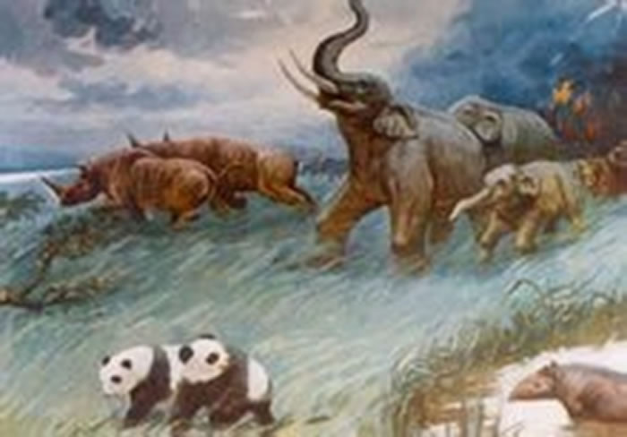 大熊猫食性演化及栖息地退缩的最新研究成果