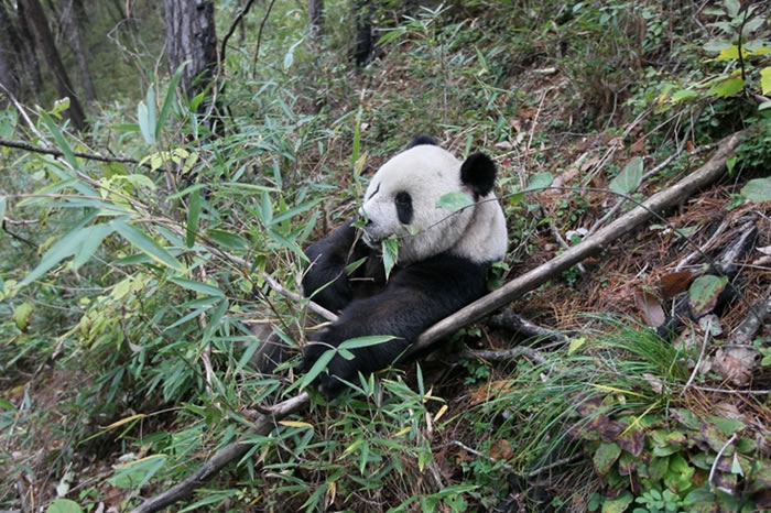 大熊猫食性演化及栖息地退缩的最新研究成果