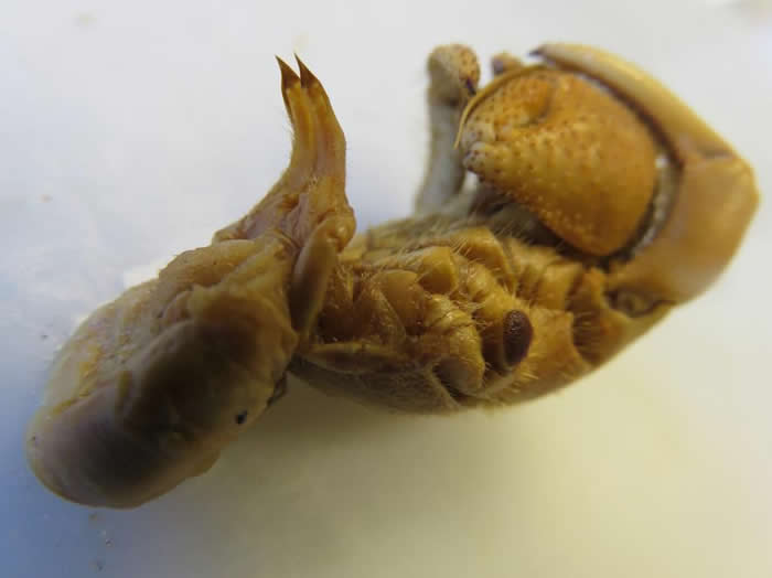 这只雄性厄瓜多产陆寄居蟹（Coenobita compressus）具有很大的阴茎，牠通常背着一个珍贵且容易被偷的甲壳。 PHOTOGRAPH BY MARK