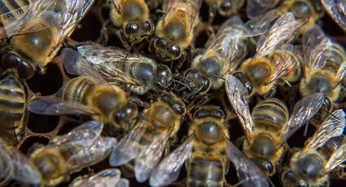 《科学进展》期刊：蜜蜂能做简单加减法