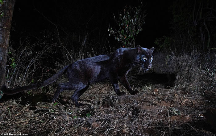 百年来首次在非洲发现黑豹 肯尼亚莱基皮亚郡相机陷阱拍到清晰身影