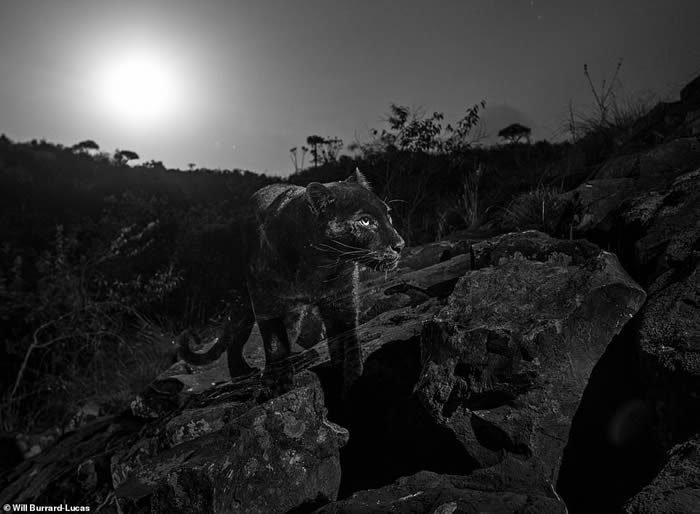 百年来首次在非洲发现黑豹 肯尼亚莱基皮亚郡相机陷阱拍到清晰身影