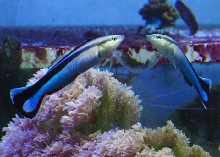 研究指裂唇鱼能够认出镜中的是自己而不是另一条鱼。
