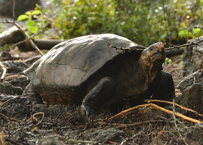 费尔南迪纳巨型陆龟面临火山爆发的威胁。