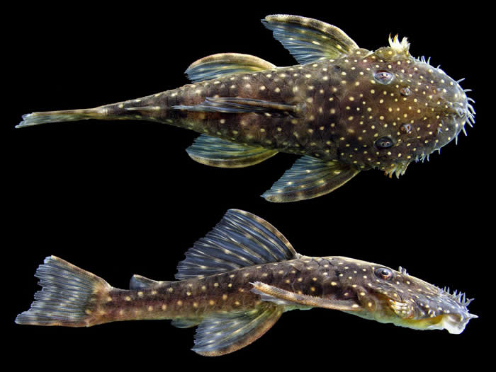 这种学名为Ancistrus leoni的鱼类是莱丝莉． 迪苏沙（Lesley de Souza）与合作者新发现的钩鲶，他们共发现六种新的钩鲶。 这种鱼以她的已