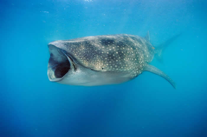 有一项新研究发现，鲸鲨其实并非百分之百的食肉动物 PHOTOGRAPH BY BRIAN J. SKERRY, NAT GEO IMAGE COLLECTION