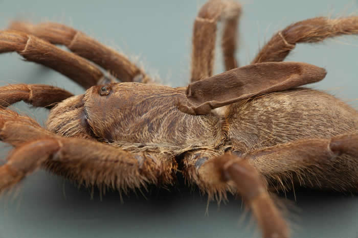 新发现的毛蜘蛛在背上有着角状的软质突起物，因而被命名为Ceratogyrus attonitifer（种小名意思是「惊异之物的背负者」）。 PHOTOGRAPH